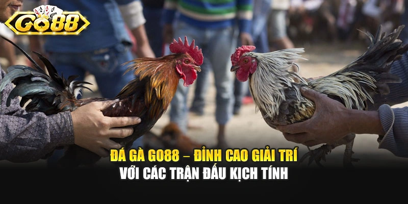 Đá Gà Go88 – Đỉnh Cao Giải Trí Với Các Trận Đấu Kịch Tính