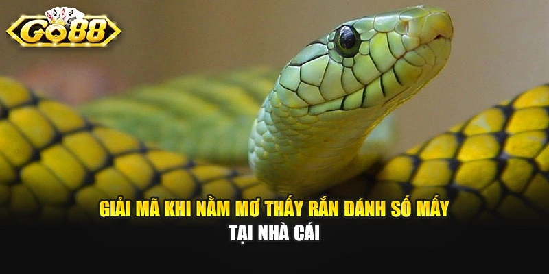 Giải mã khi nằm mơ thấy rắn đánh số mấy tại nhà cái