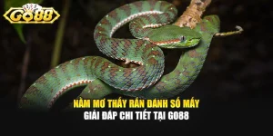 Nằm Mơ Thấy Rắn Đánh Số Mấy - Giải Đáp Chi Tiết Tại GO88