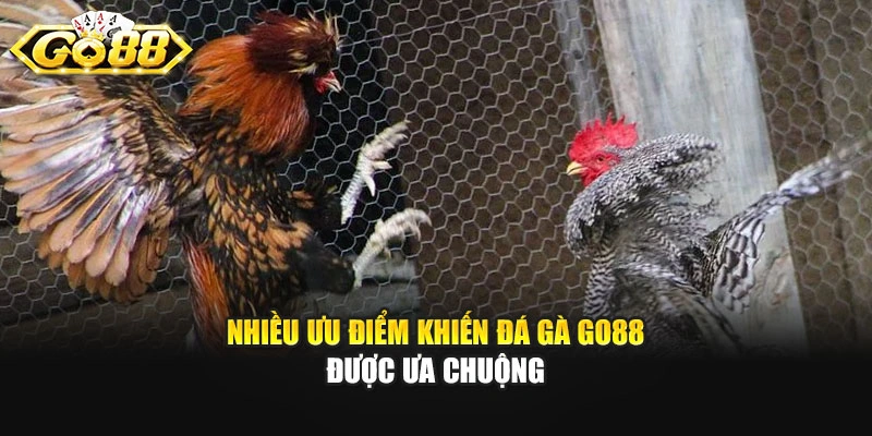 Nhiều ưu điểm khiến đá gà Go88 được ưa chuộng