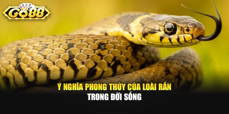 Ý nghĩa phong thủy của loài rắn trong đời sống